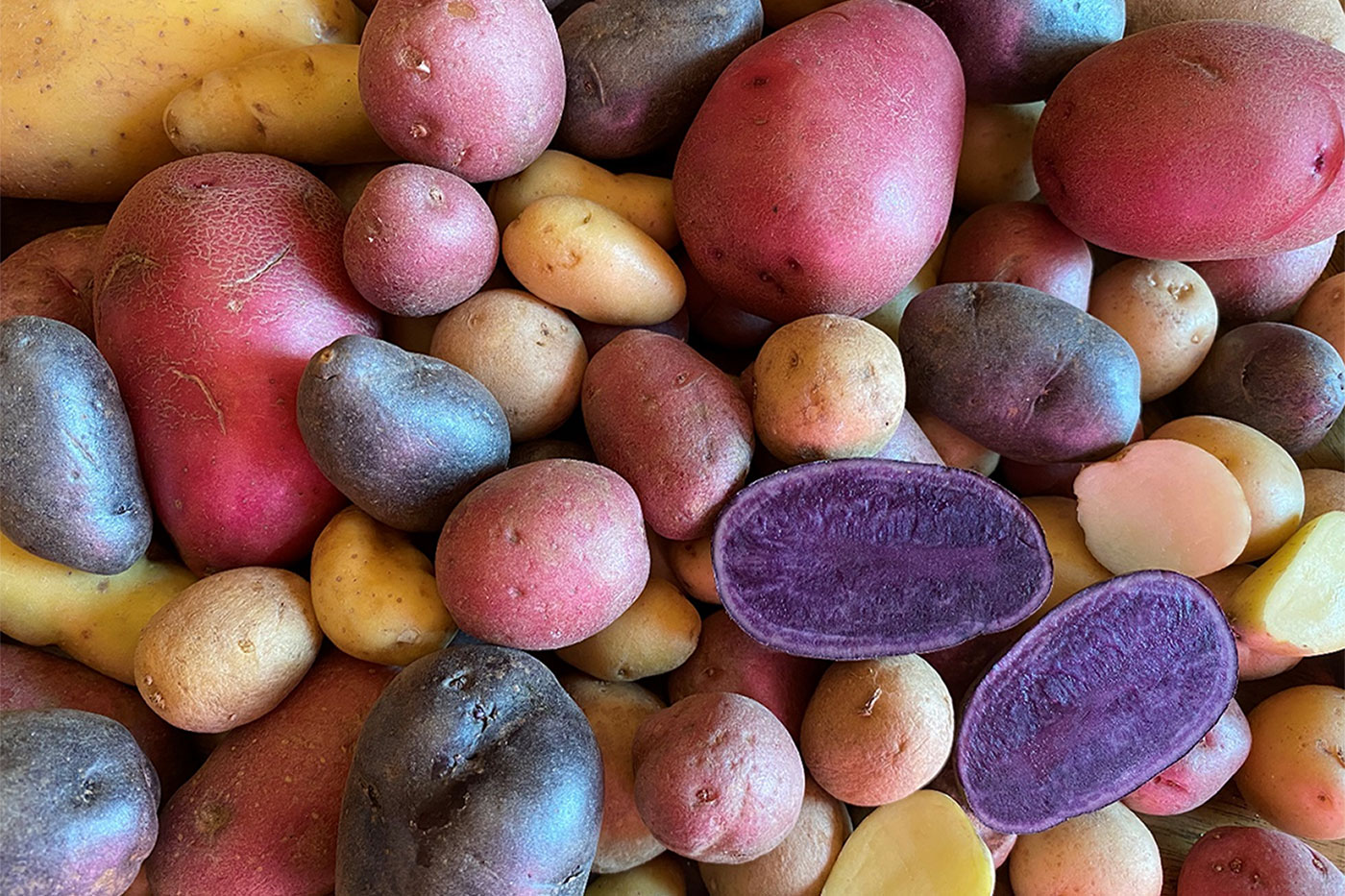 pile of multi-colored potatoes